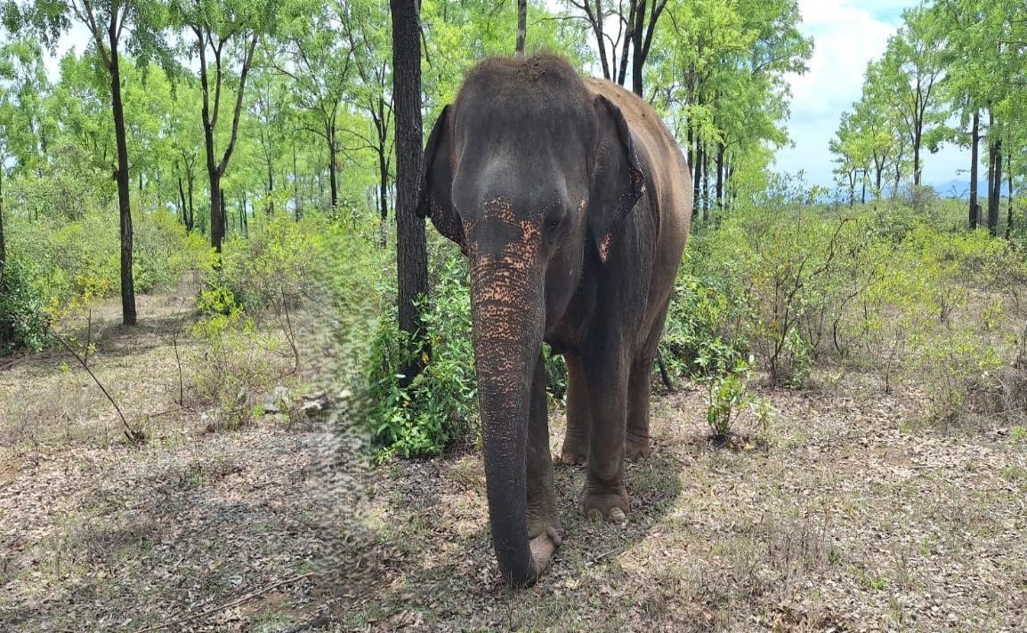 Jayanthi the elephant