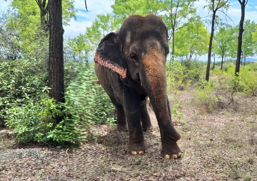 Malachi the elephant