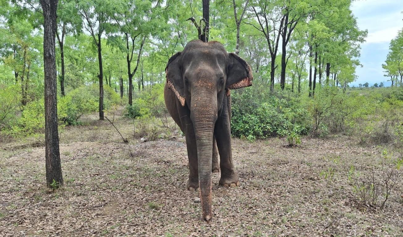 Sumathi the elephant